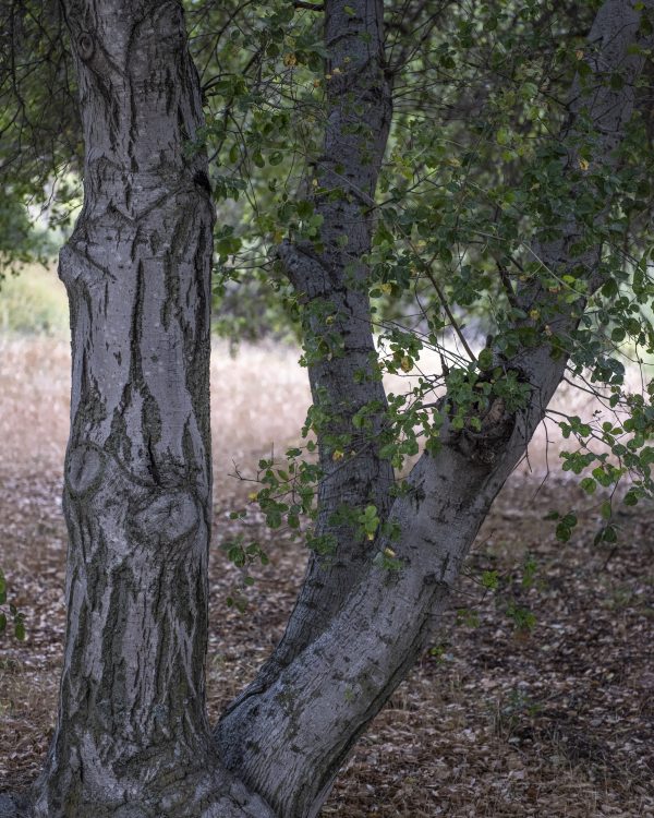 Tree Photography - Soft Shade