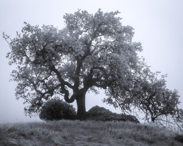 california oak in the mist