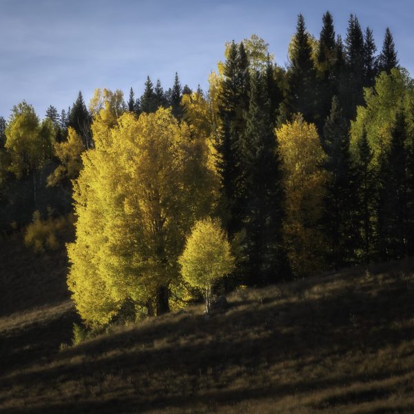 aspens in fall color