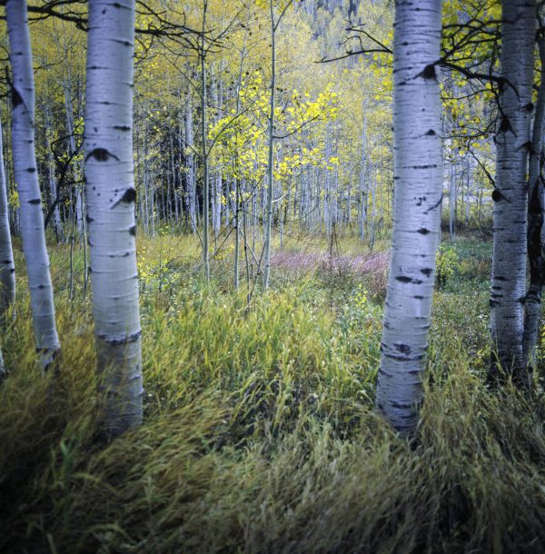 Colorado aspen grove